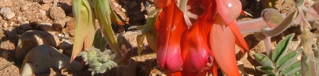 SturtDesertPea